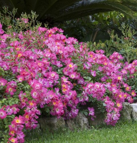 Roz - Trandafir copac cu trunchi înalt - cu flori simpli - coroană curgătoare